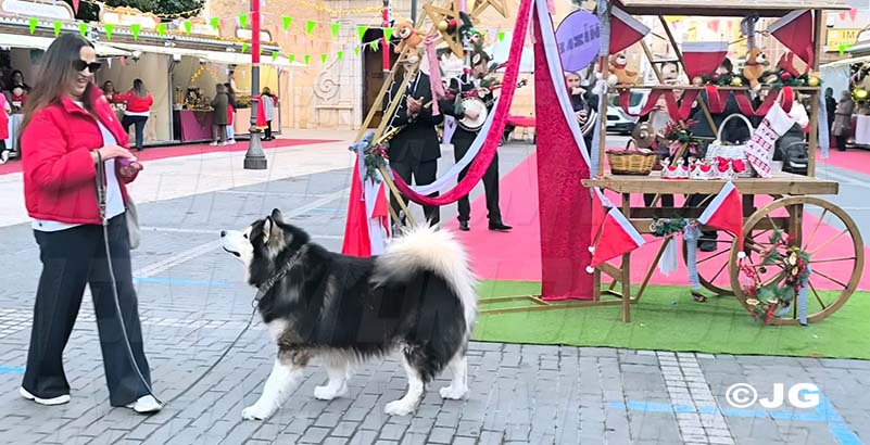 338affff-ac6b-4e7a-9a7c-f7a6cb32c0b9