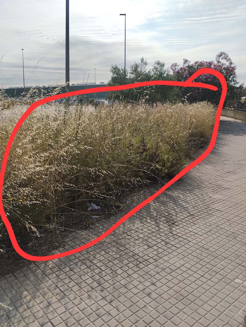 FOTO HIERBAS