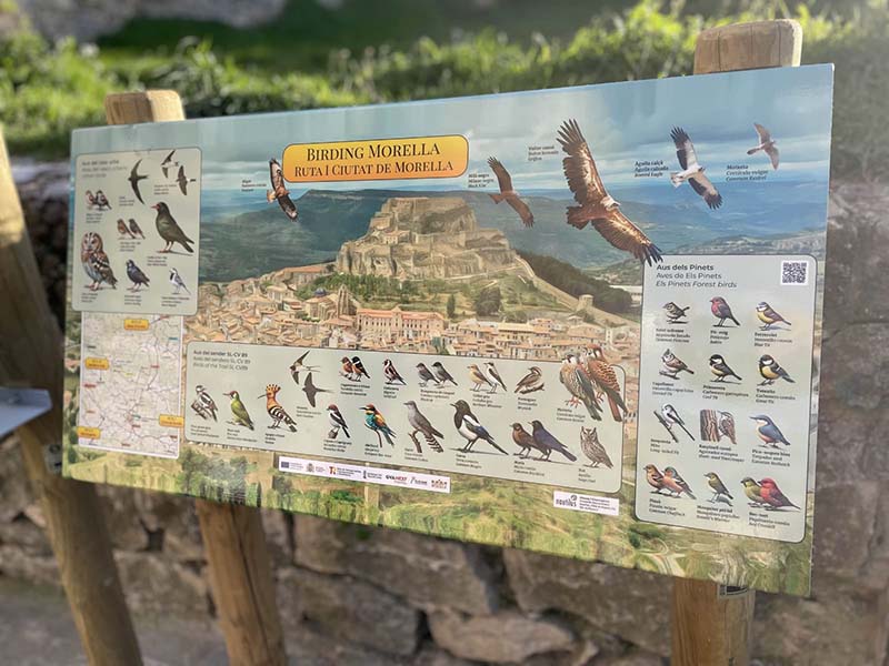 MORELLA OBSERVACIÓ AUS